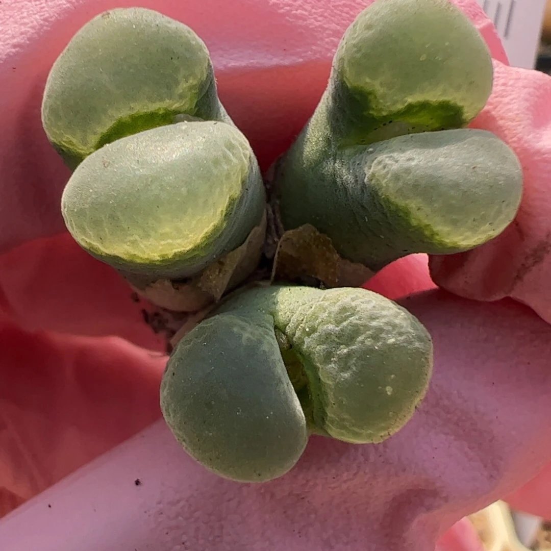 891 好看的多肉冲冲冲q