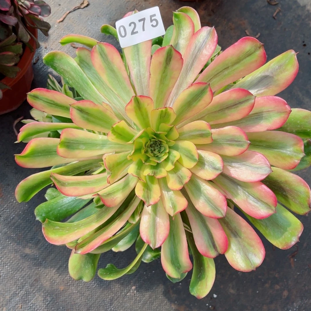 粉钻多肉特价发货