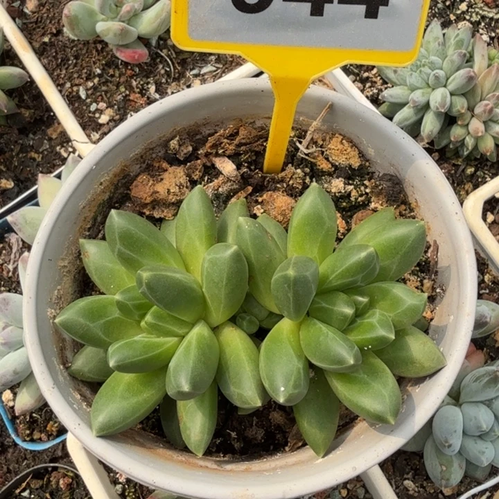 领航员一物一拍944