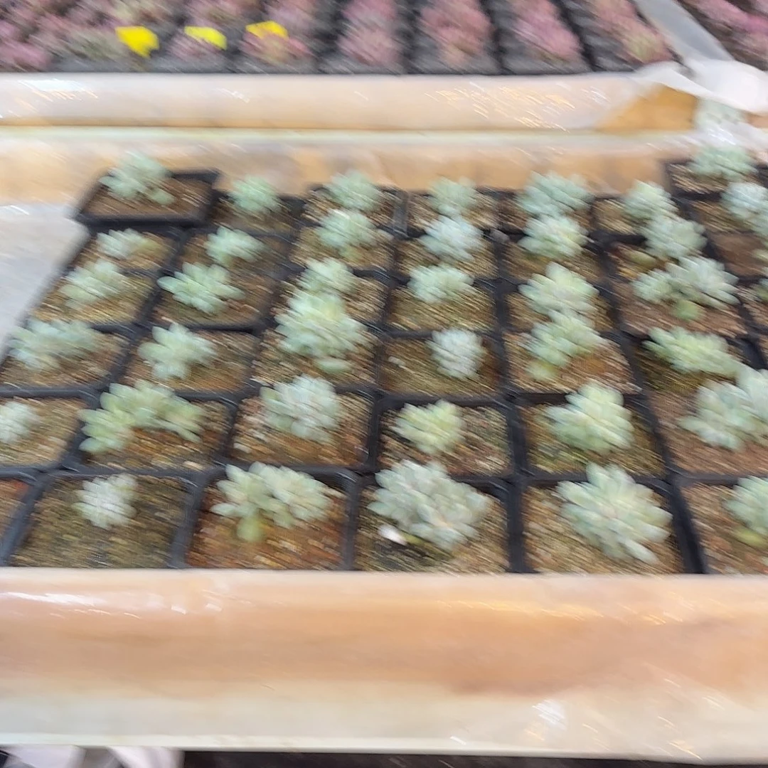 彬***8哥特萝莉缀化多肉