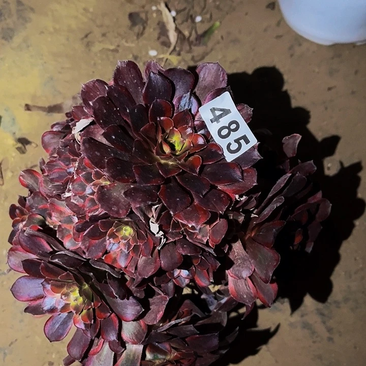 485安娜多肉变异多肉植物处理不售后