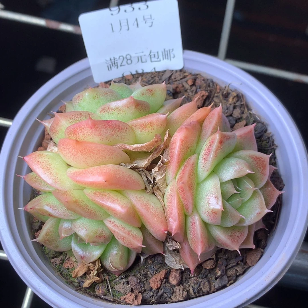 【闪购商品】云933号线