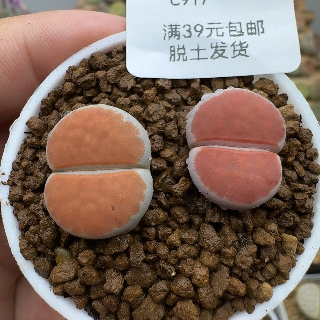 917多肉哈哈哈哈哈哈哈