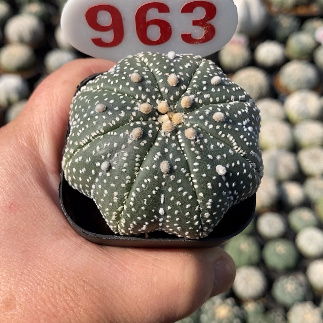 963福利福利来了哦