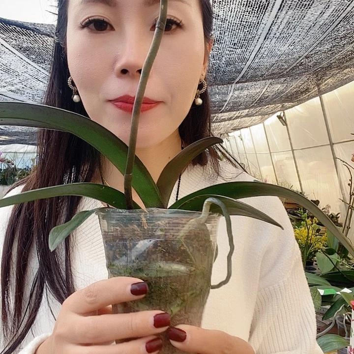 无花朵帝王绿蝴蝶兰