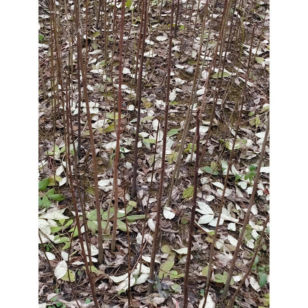 厚皮川黄柏移栽苗