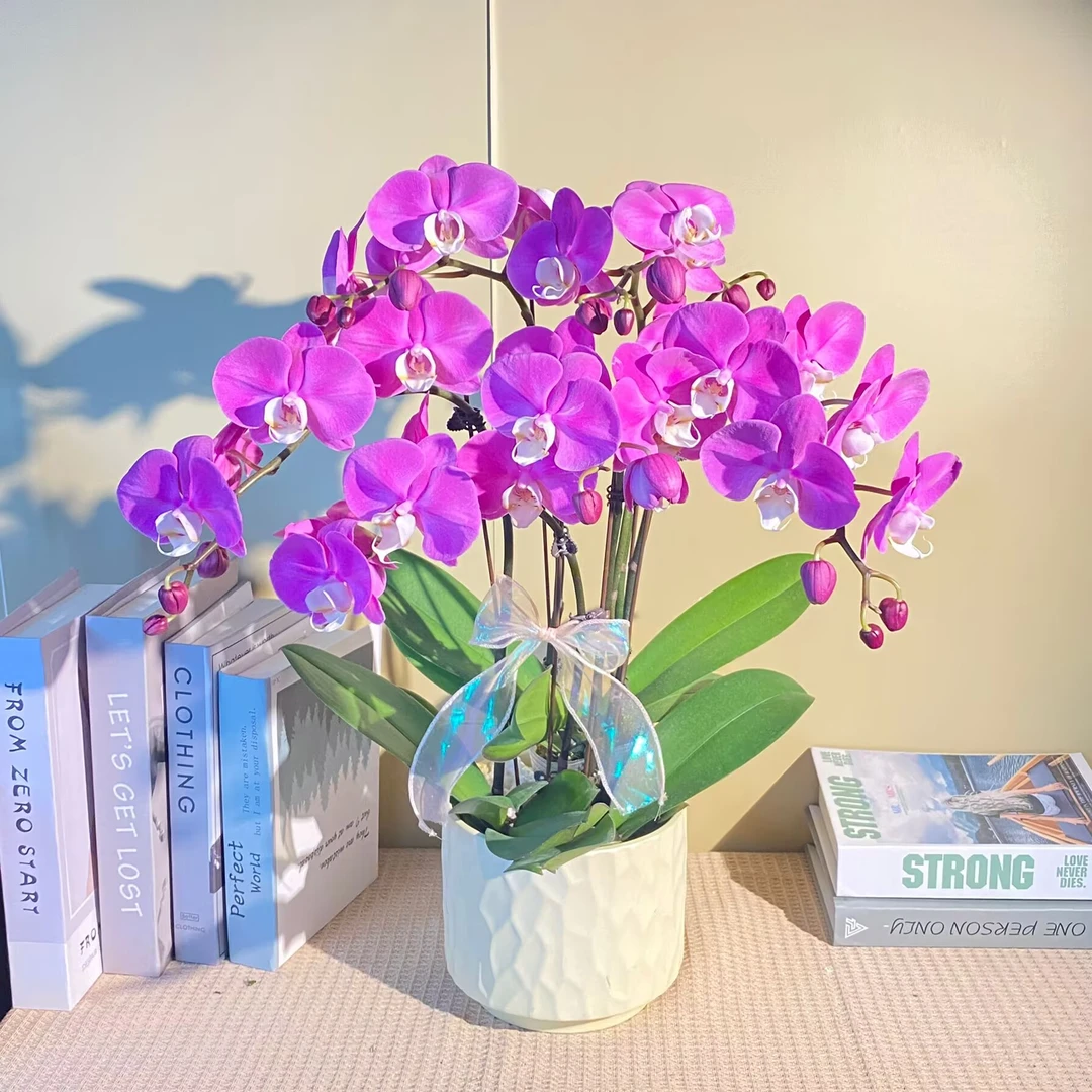 素心  经典蝴蝶兰 紫色花 室内精品观赏 真花