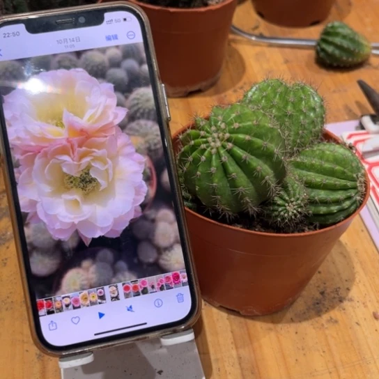 彩草比心多头群生