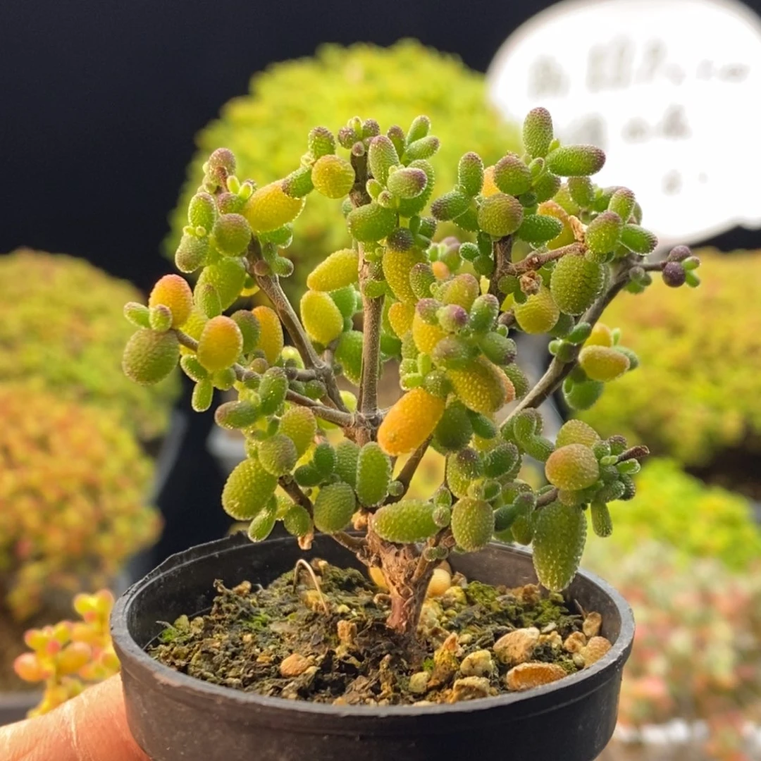 小****536实生糖球。