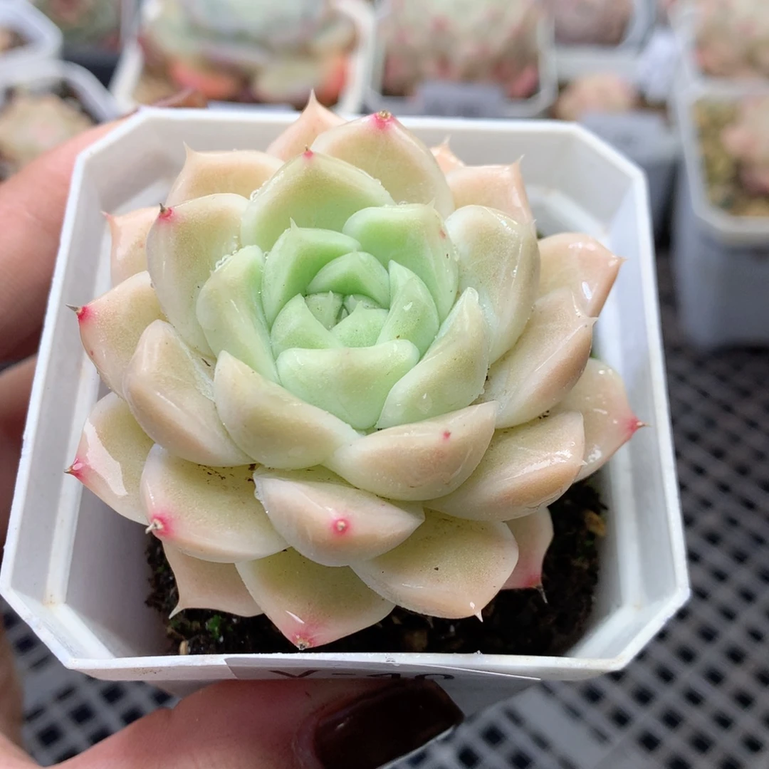 无花朵V40英语英语