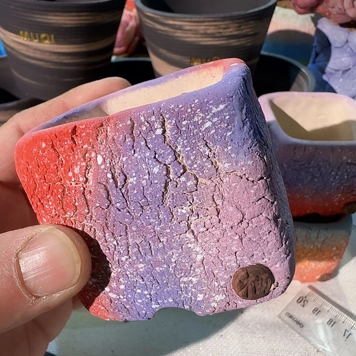 红陶紫*兰方便聚聚看不看