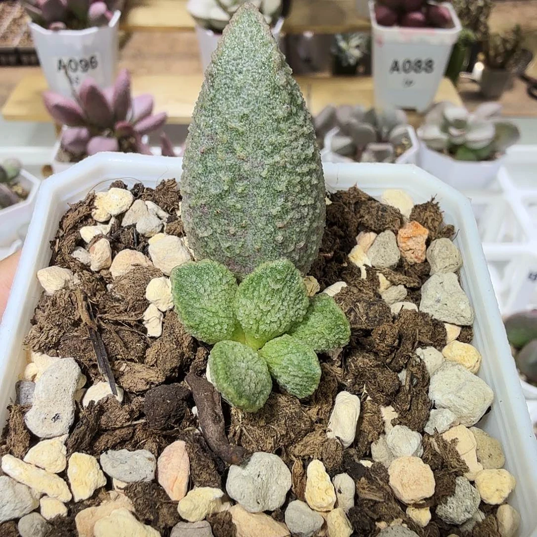 绿猪肝水泡多肉植物