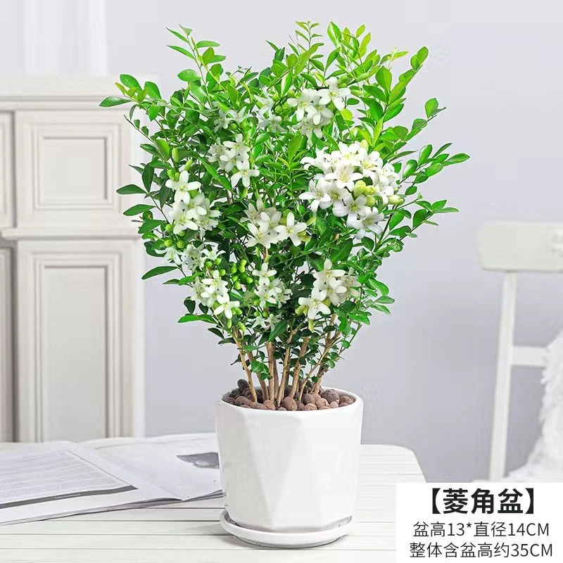 驱蚊虫九里香盆栽盆景老桩浓香四季七里香树苗十里香七里香好养