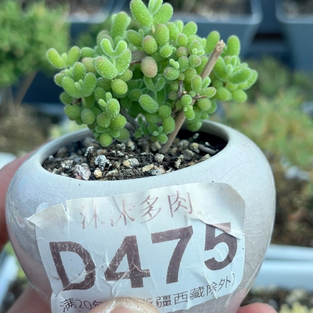 475蜜橘糖球带盆