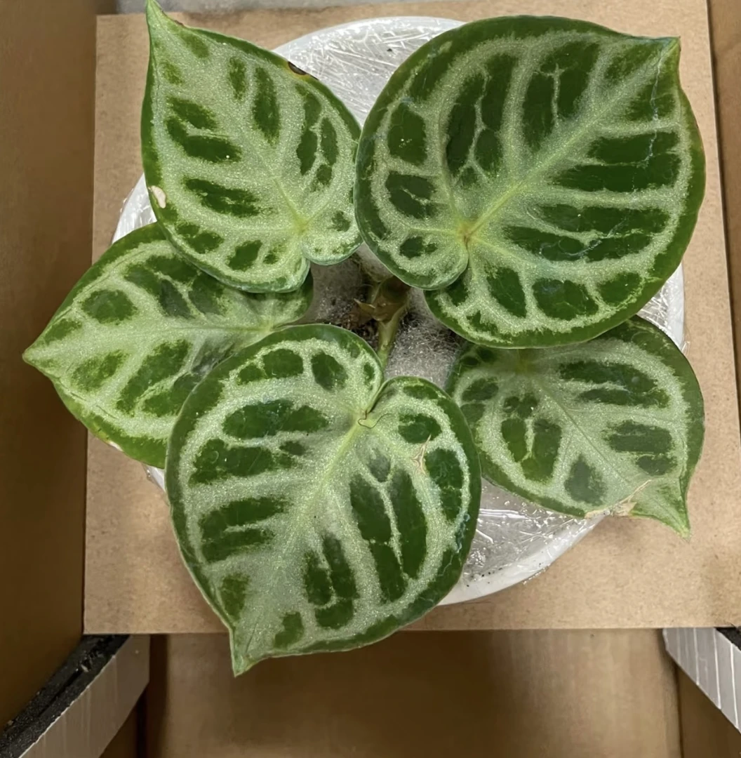 福利场 一物一拍专拍 花烛热植无编码拍下不发货