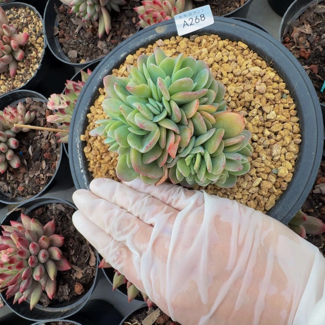 a a a a a a a a a 268