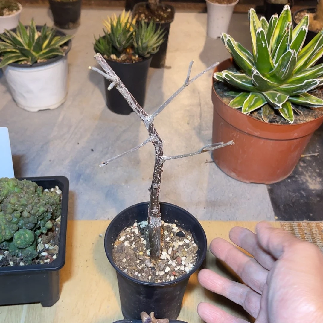 实生奥比克橄榄一物一拍