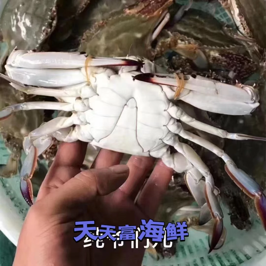 【保鲜不保活】海捕东港蟹【2斤装】【每只3-5两】【2斤称6-8只左右】【部分少腿介意勿拍】