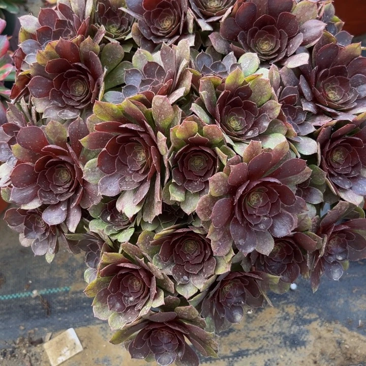 521多肉植物一物一拍