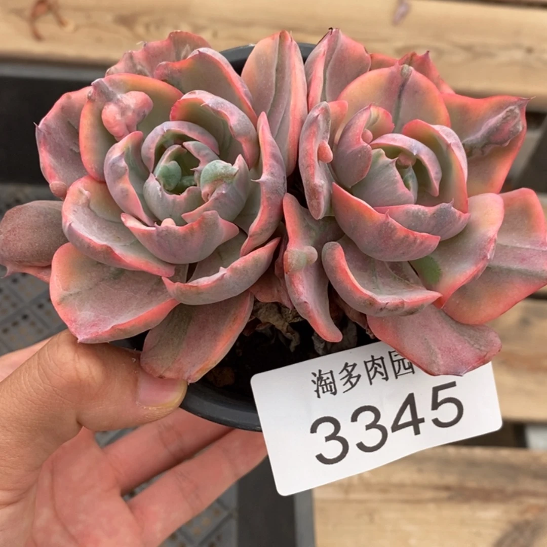 雨滴锦多肉植物3345