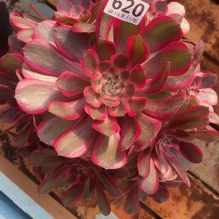 620赤子心掌心多肉法师锦