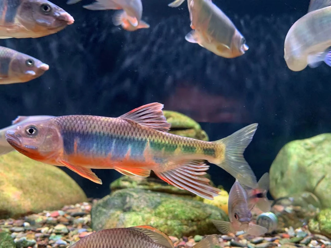 宽鳍鱲冷水淡水观赏鱼活体包邮包损