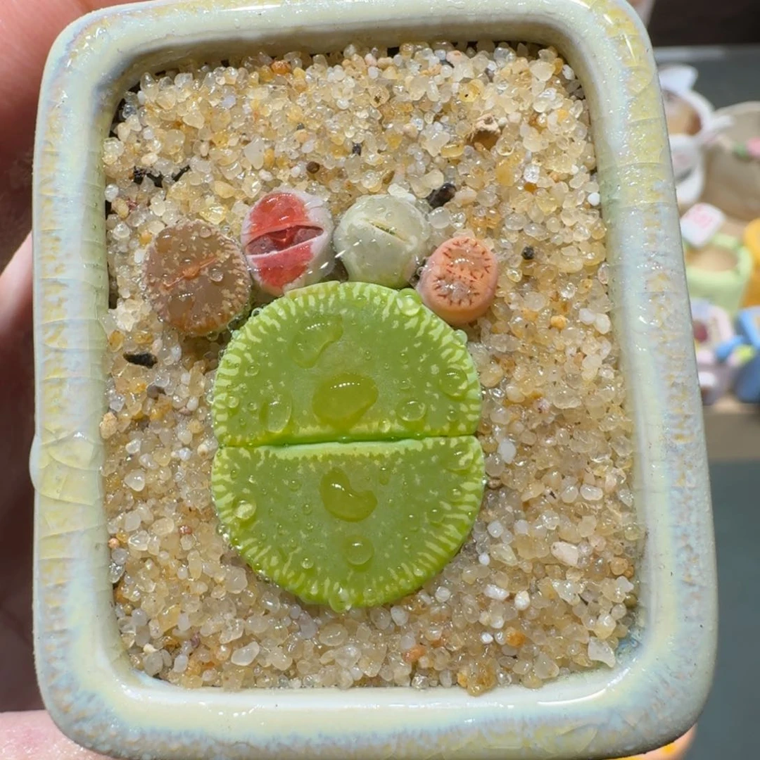 红陶蘑菇283彩拼