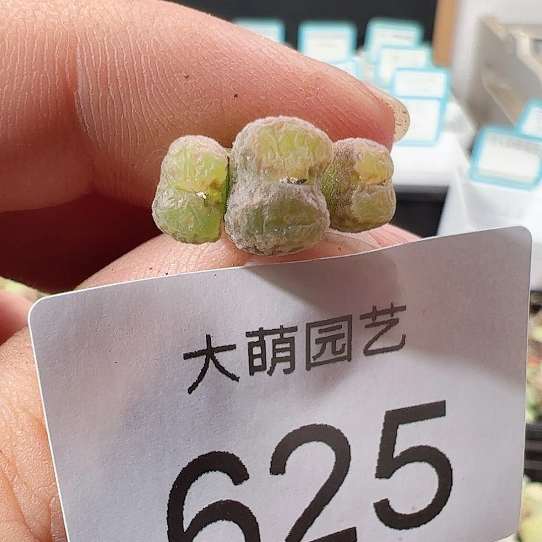 0000625 一物一拍……