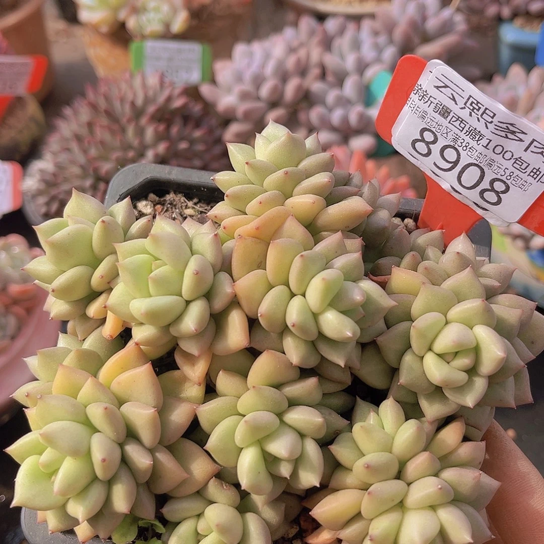 8908黄金象牙多肉植物