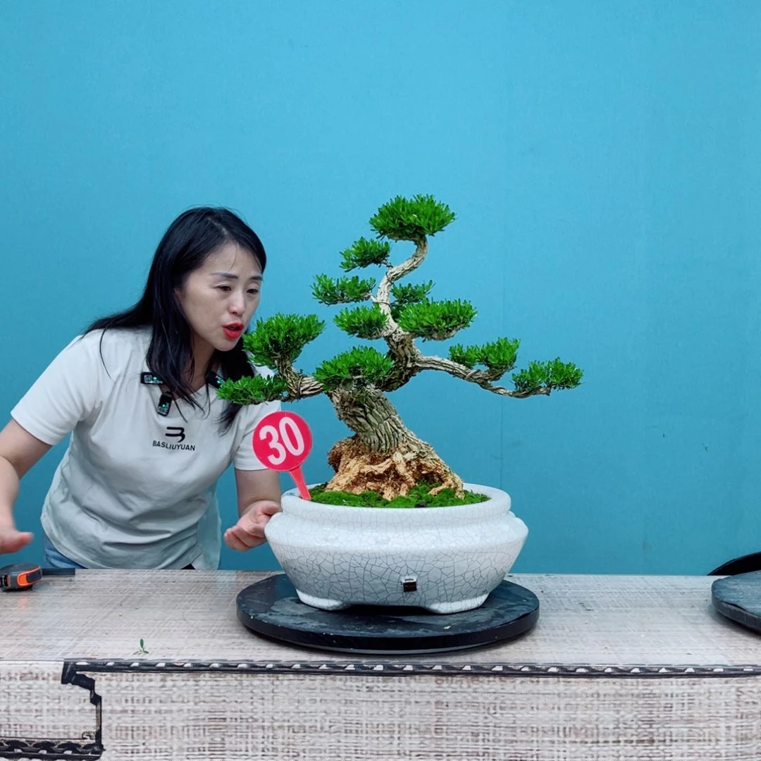 以实际为准精品雀舌黄杨盆景