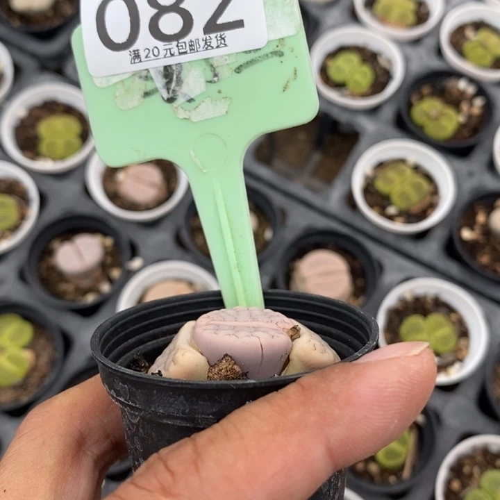 ⦁***富生石花等植物082