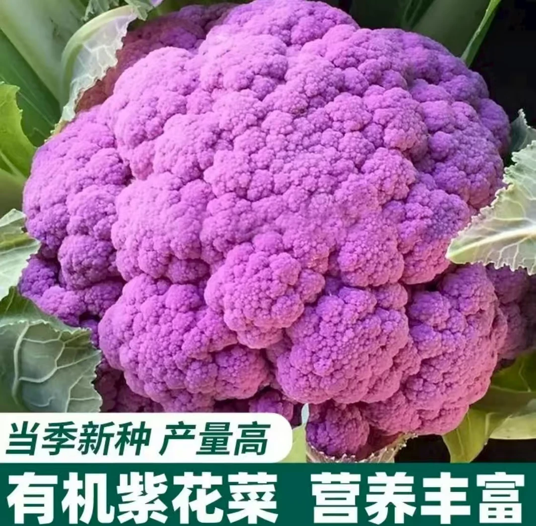 【紫花菜种子】家庭种植园艺蔬菜农家四季播种