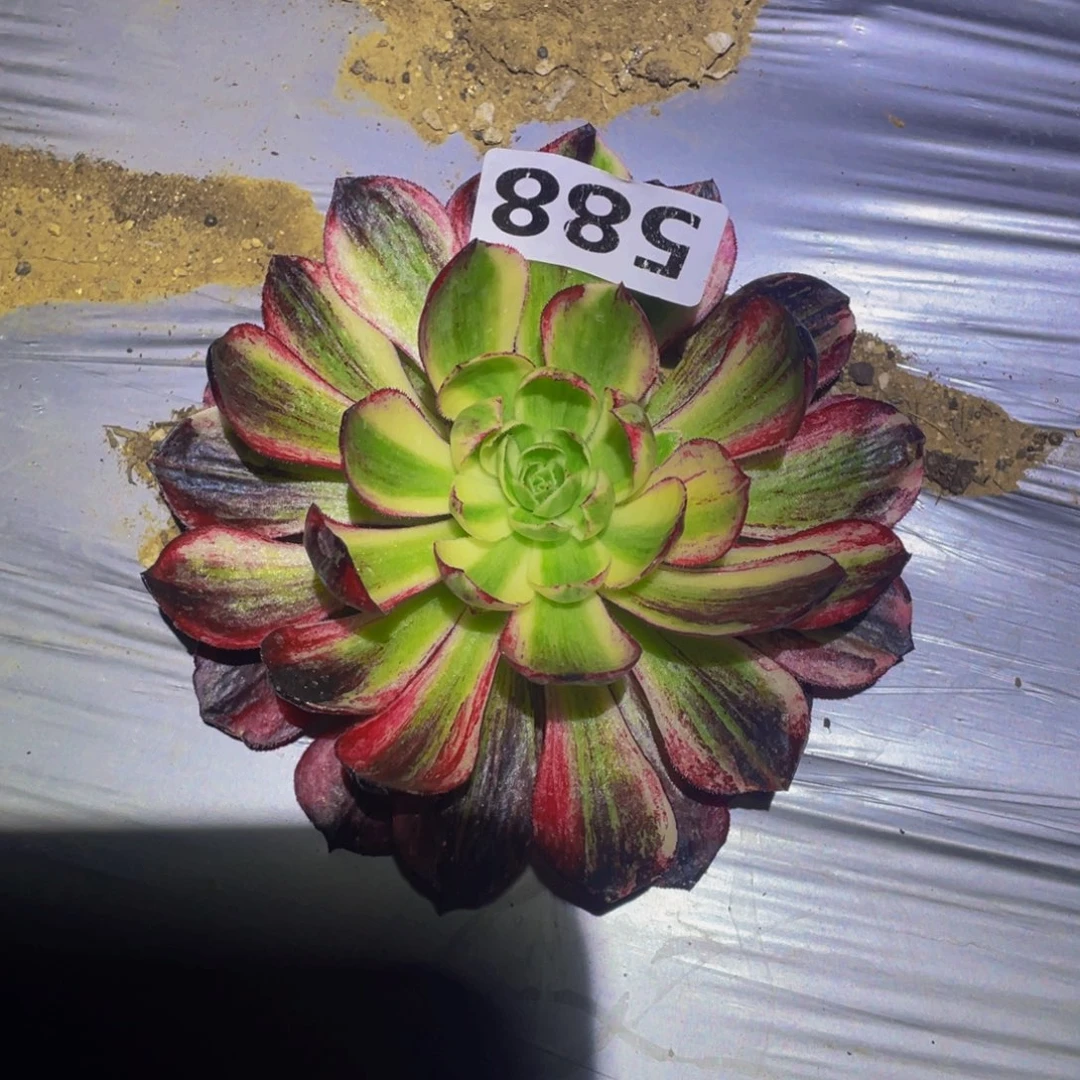 伯爵天骄多肉植物588