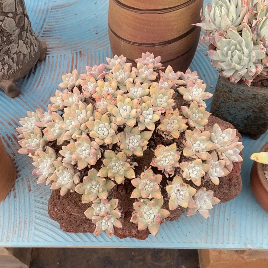 白姆多肉植物啦啦啦