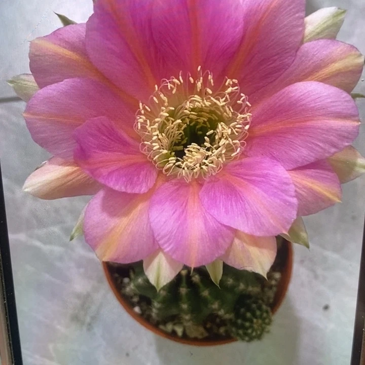 金刚4公7-8公分左右