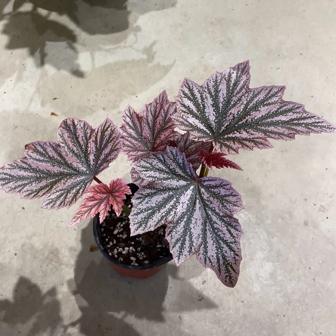 无花朵粉红貂秋海棠