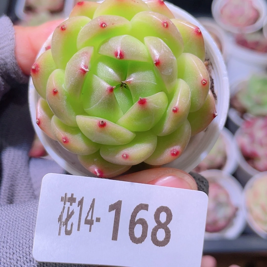 花利美14-168新品