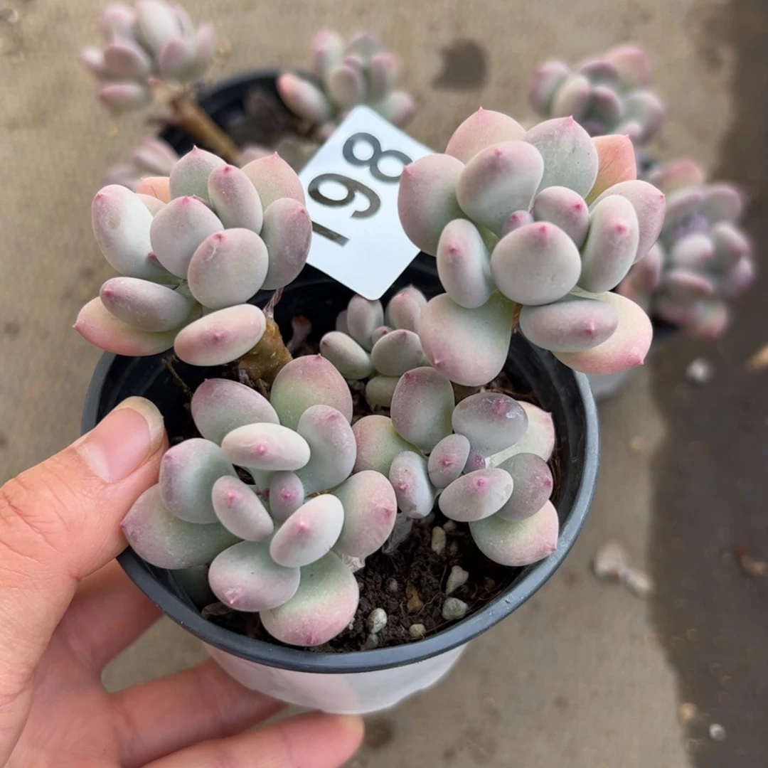 小*头197 肉植物组合