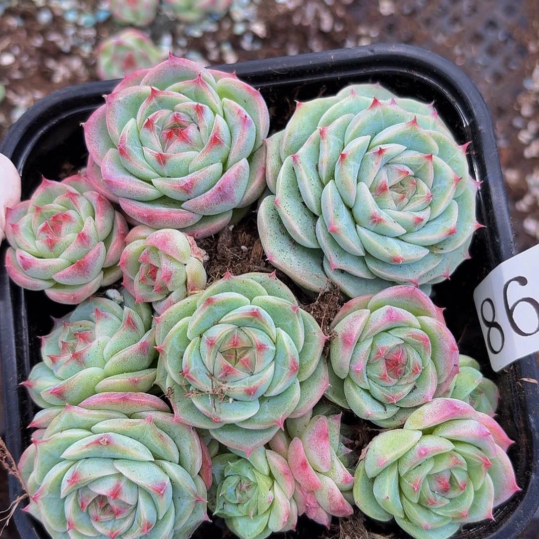 多肉植物多肉植物868