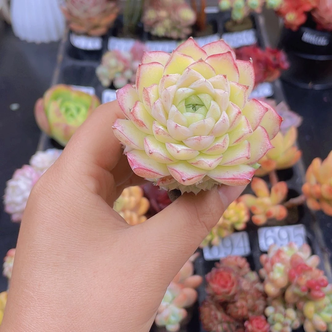 多肉无土栽培多肉植物