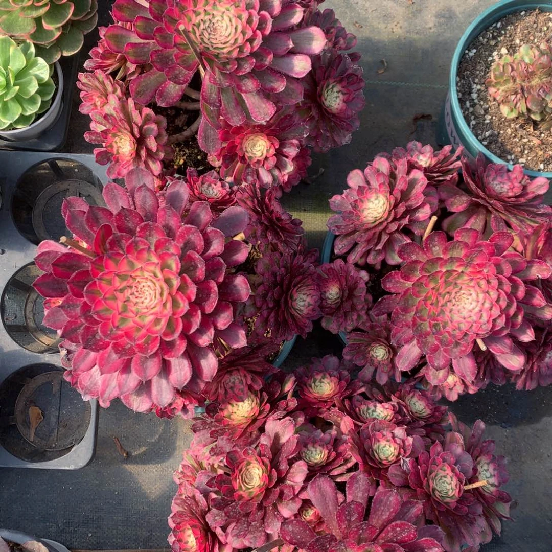 紫砂茶杯大号白月光28.8福利