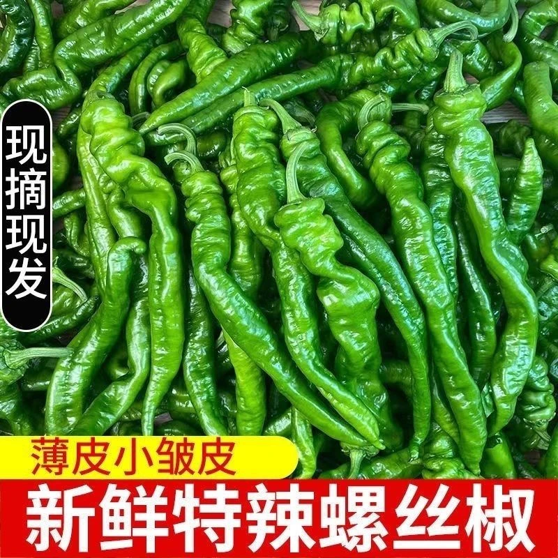 陕西螺丝椒产地直发5斤包邮