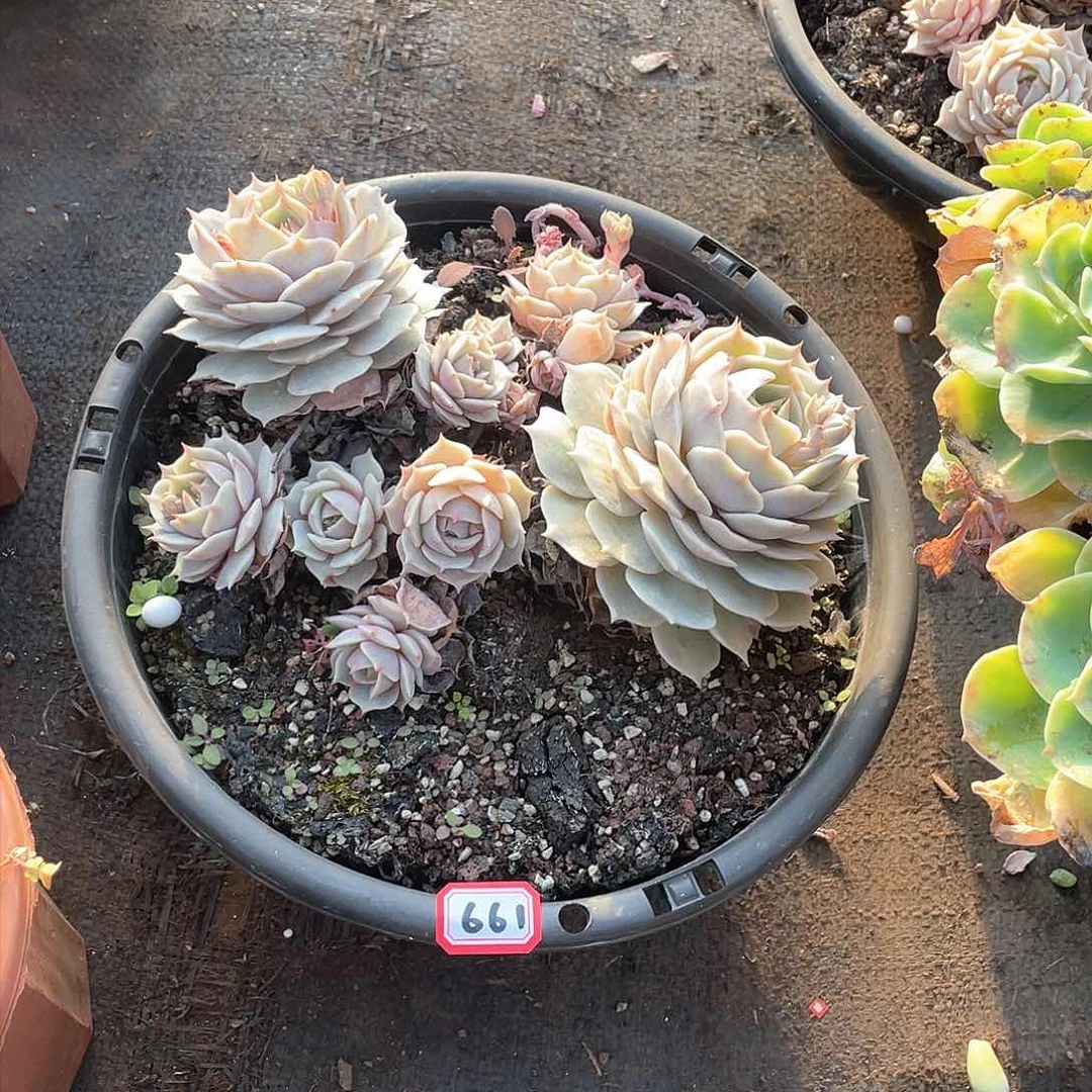 661露娜莲一物一拍多肉