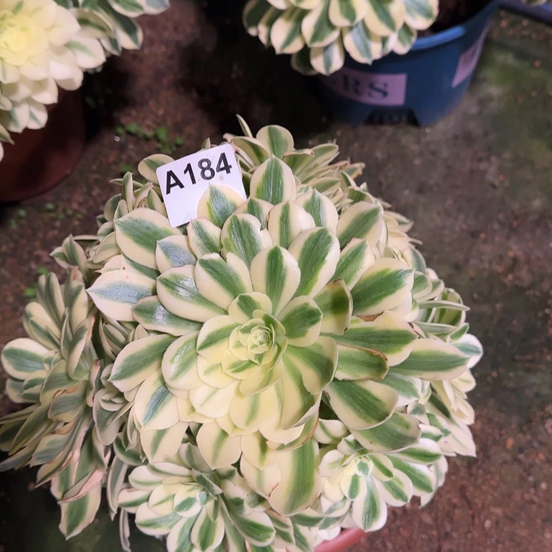 多肉植物迈巴赫184