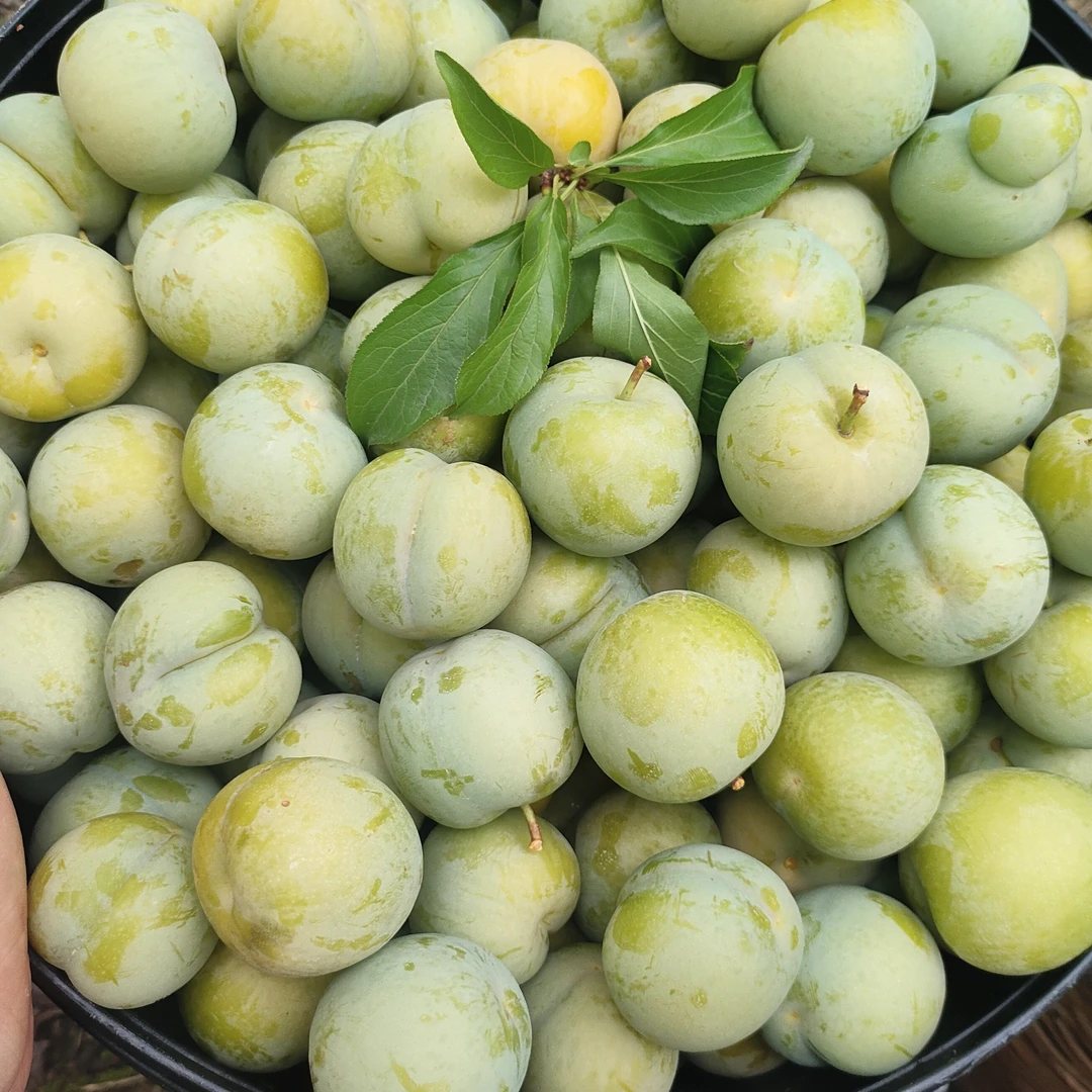 云南蜂糖李果园现摘现发