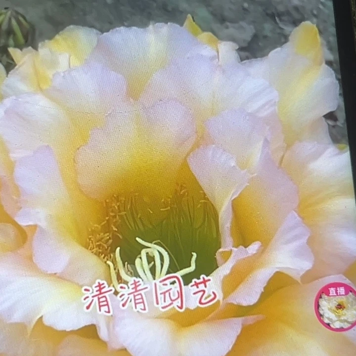 清清3-108根瑕疵仙人球