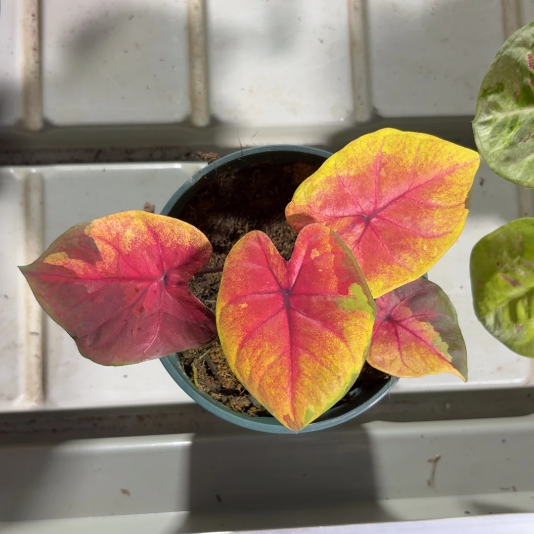 落日天空（小苗）79-1223