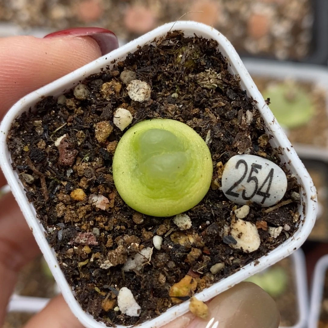 拉登1.7（多肉带盆