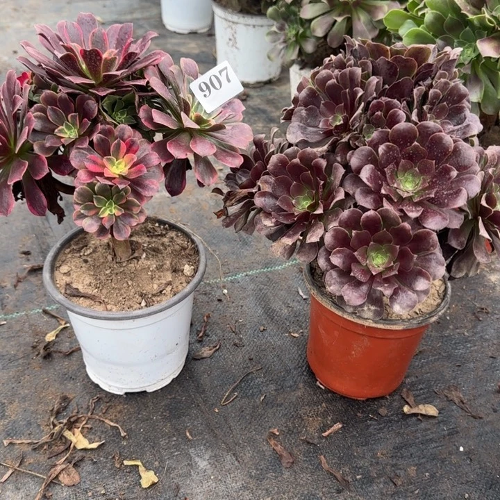 发*猫907金丝雀➕欧紫包邮。