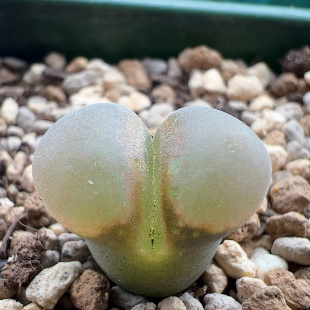 g7.15/36。b23。2.5。福利 多肉植物